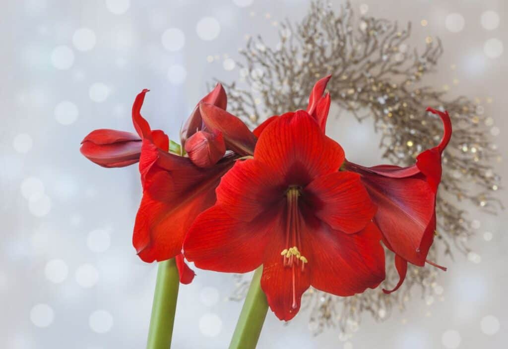 Red amaryllis flowers in bloom with a festive background featuring a silver wreath and bokeh effect, embodying the charm of holiday plants.