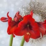 Red amaryllis flowers in bloom with a festive background featuring a silver wreath and bokeh effect, embodying the charm of holiday plants.