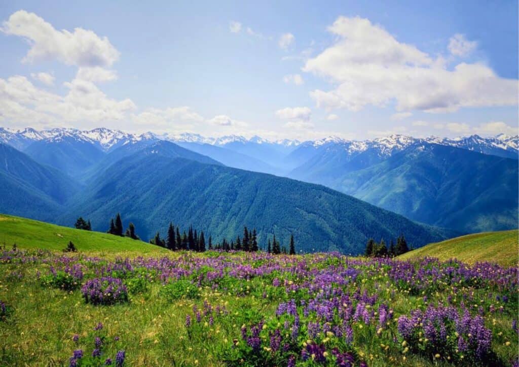 Mountain landscape with a field of purple flowers in the foreground, green hills in the middle, and snow-capped peaks under a partly cloudy sky in the background.