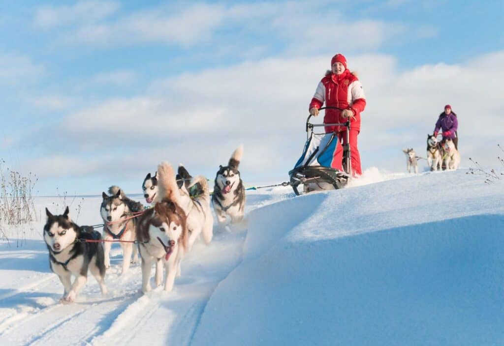 A person in a red outfit is mushing a team of huskies through a snowy landscape under a clear blue sky.