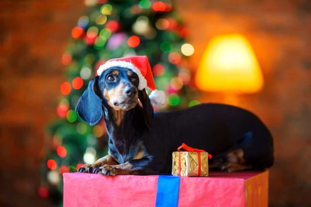 A dachshund wearing a Santa hat lies on a gift box with a small present beside it. A decorated Christmas tree and a lamp are in the background.