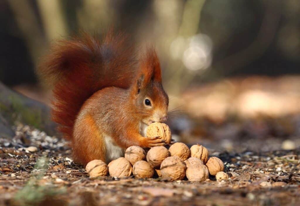 A red squirrel is sitting on the ground, holding a walnut from a pile of walnuts in its paws.