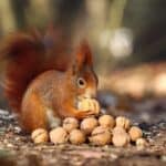 A red squirrel is sitting on the ground, holding a walnut from a pile of walnuts in its paws.