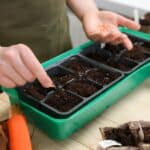 A person is immersed in gardening, carefully planting seeds in soil-filled compartments of a green tray on a wooden table, surrounded by various gardening tools and materials.