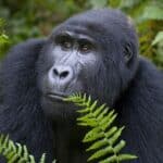 A gorilla sits among green foliage, looking to the right.