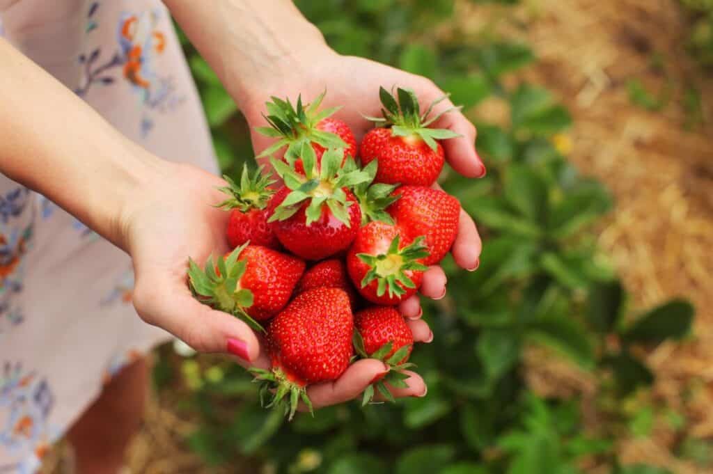 Hands holding a bunch of ripe strawberries, with green leaves in the background.