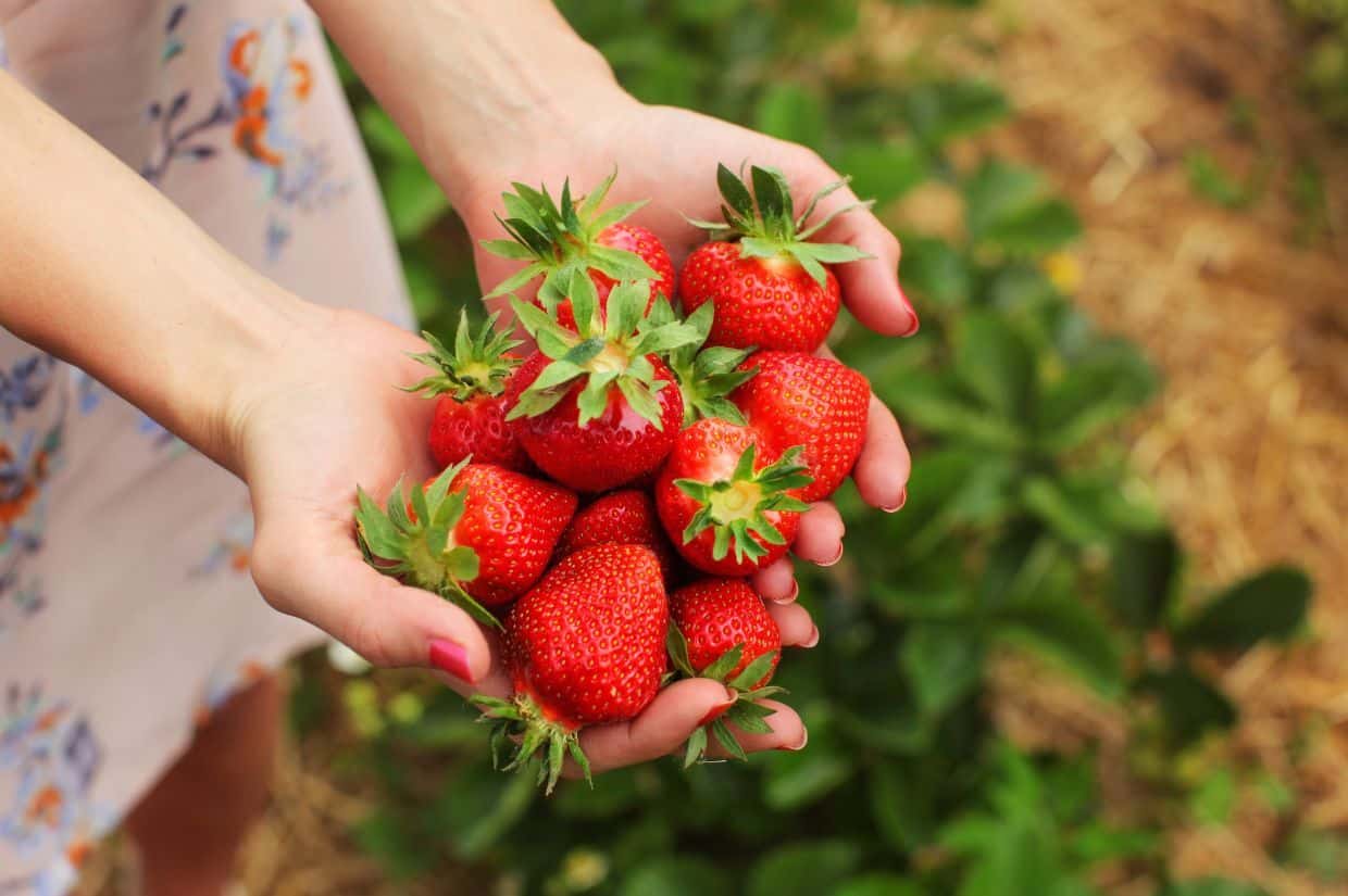 Hands holding a bunch of ripe strawberries, with green leaves in the background.