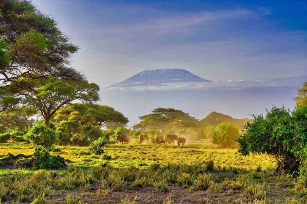 A herd of elephants walks across a grassy savanna with scattered trees, with Mount Kilimanjaro visible in the background under a blue sky.