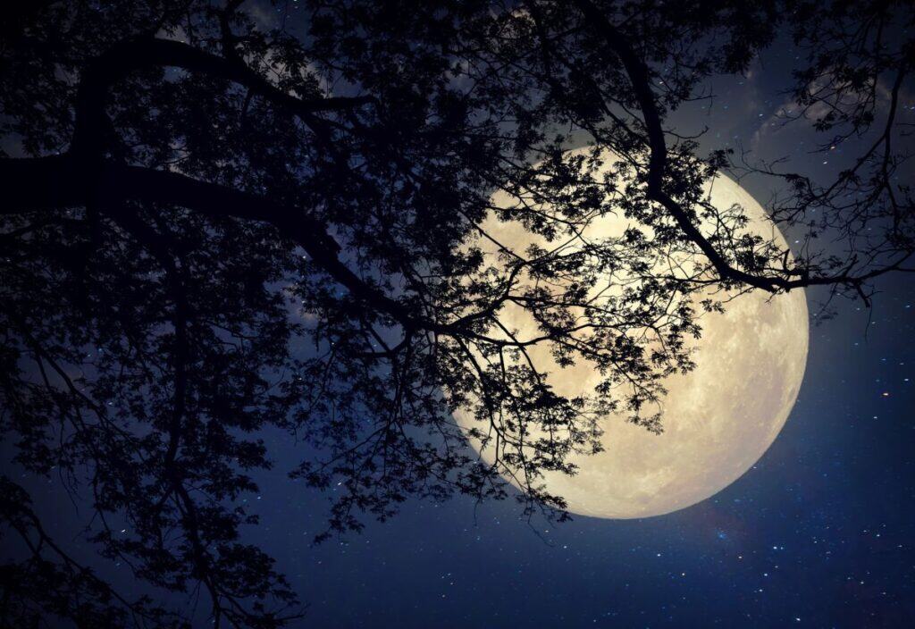 Full moon shining in a dark night sky, partially obscured by tree branches silhouetted in the foreground.