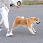 Person walking a tan and white dog on a yellow leash in a paved outdoor area, demonstrating good dog park etiquette, with cars and a fence in the background.
