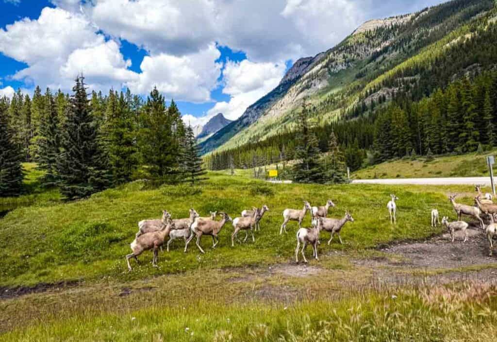 A herd of bighorn sheep grazes and walks near a road in Kananaskis, surrounded by green grass, pine trees, and mountains under a partly cloudy sky.