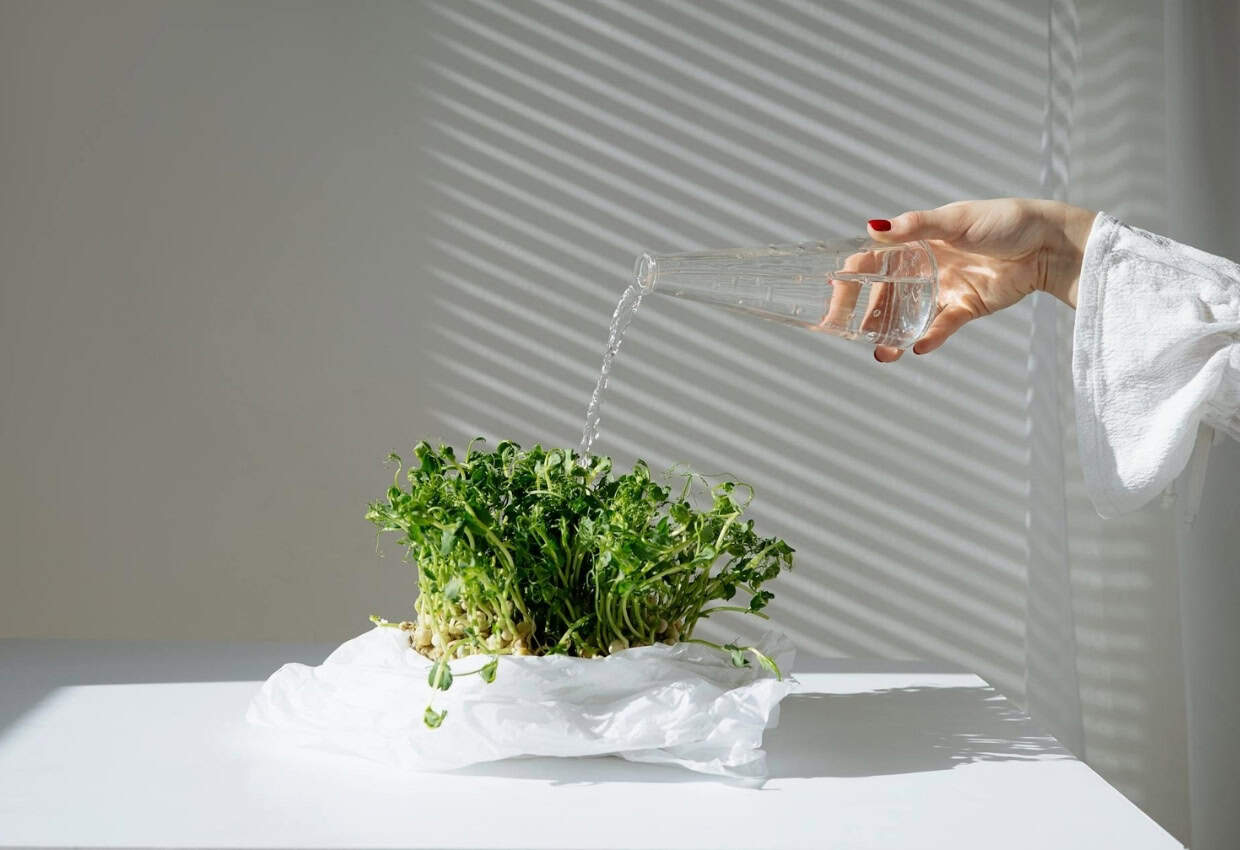 Plant Week National Indoor Plant Week brings fresh life indoors
