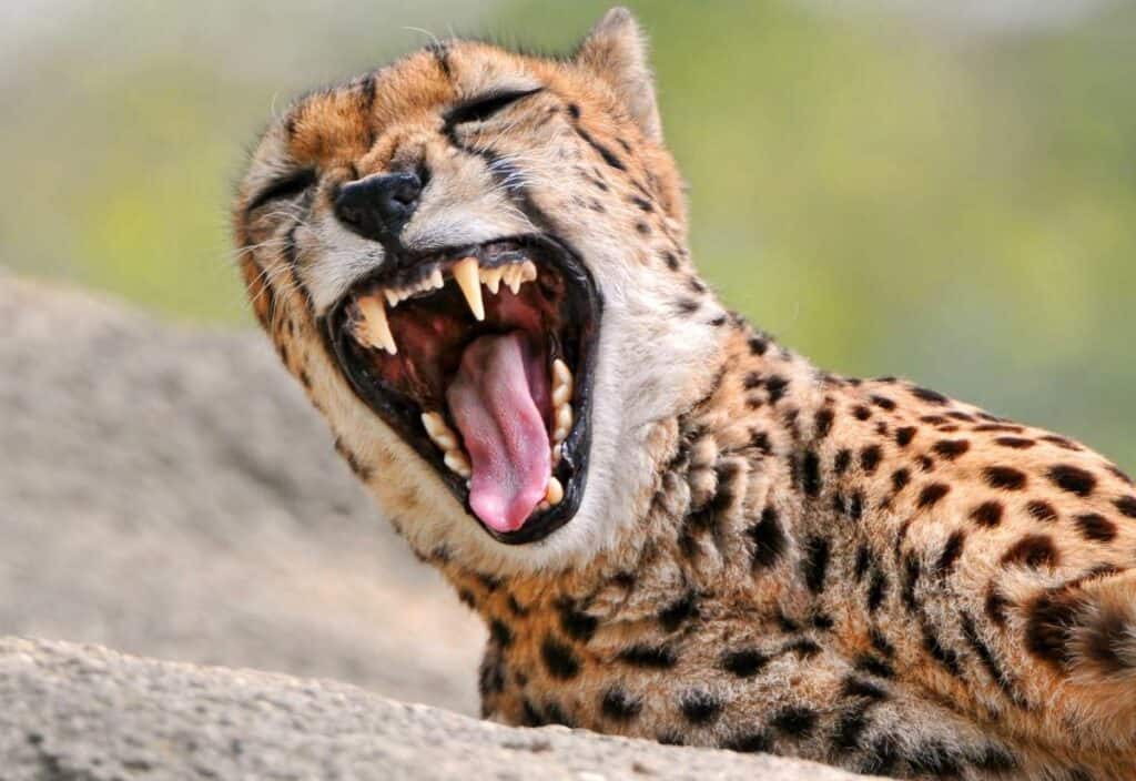 A cheetah with spotted fur is resting on a rock, mouth wide open in a yawn, showing its teeth and tongue—a majestic sight often sought after by those spending their African safari travel dollars.