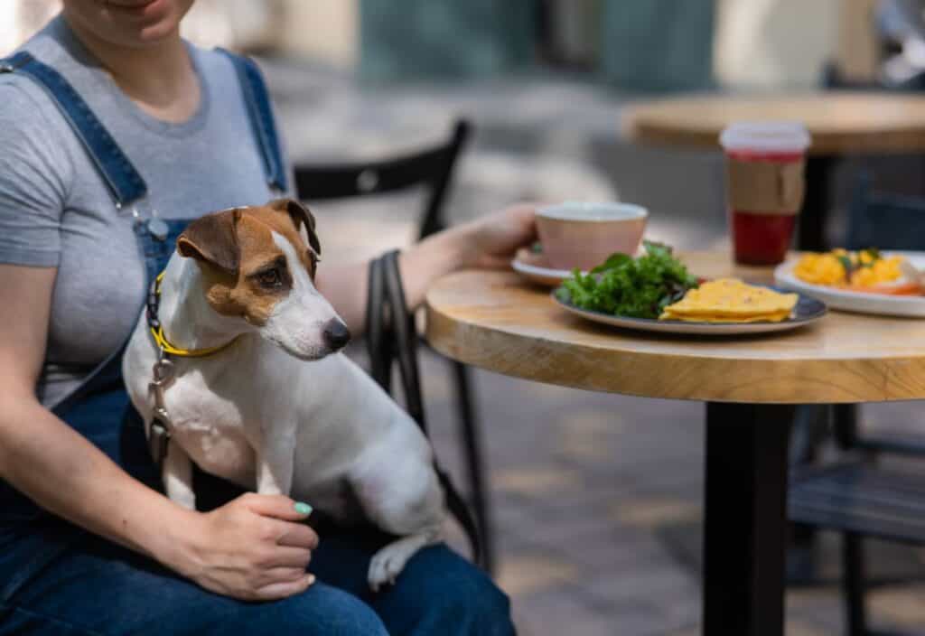 Person sitting at an outdoor table with a small dog on their lap, next to plates of food, a cup, and a takeaway drink—showing how some restaurants welcome dogs.