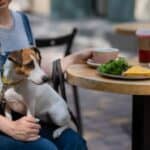 Person sitting at an outdoor table with a small dog on their lap, next to plates of food, a cup, and a takeaway drink—showing how some restaurants welcome dogs.