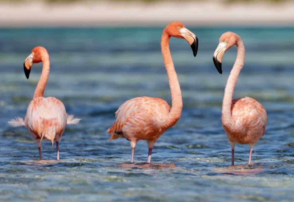 Three pink flamingos stand in shallow, clear water with a blurred shoreline in the background.