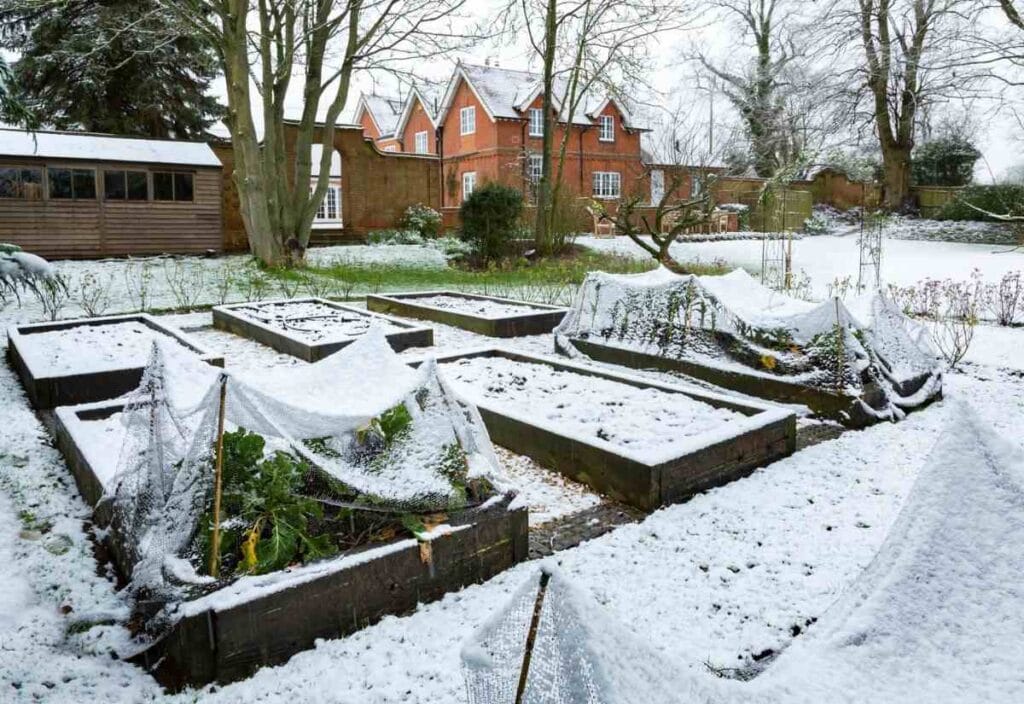 Raised garden beds covered in light snow, some with protective netting to prep plants for winter, in a backyard with a red-brick house and trees in the background.