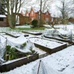 Raised garden beds covered in light snow, some with protective netting to prep plants for winter, in a backyard with a red-brick house and trees in the background.