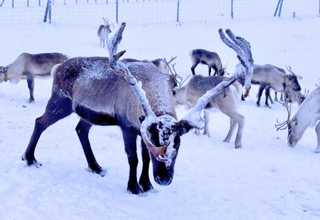 A group of reindeer stand on snow with frost-covered antlers; one reindeer in the foreground faces the camera.