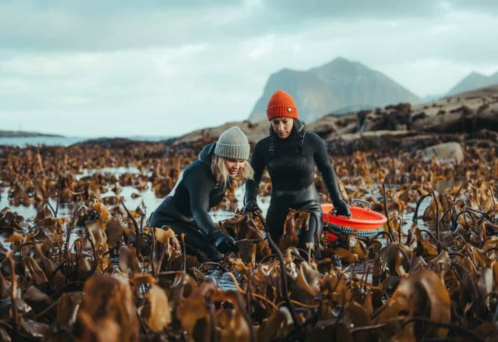 Two people in wetsuits and beanies gather seaweed in a rocky coastal area with mountains in the background, capturing the essence of authentic bucket list food trips.
