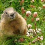 A marmot sits in green grass surrounded by clover flowers, looking toward the camera on what could be a perfect groundhog day.