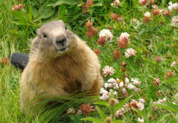 Groundhog Day endures as one of America’s quirkiest seasonal rituals