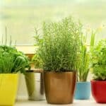 Several potted herb plants, including chives, rosemary, and mint, are arranged on a windowsill in colorful containers with natural light coming through the window.