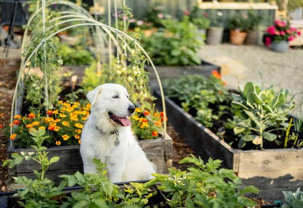 A white dog sits in a raised garden bed surrounded by various green plants and orange flowers in an outdoor garden.