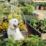 A white dog sits in a raised garden bed surrounded by various green plants and orange flowers in an outdoor garden.