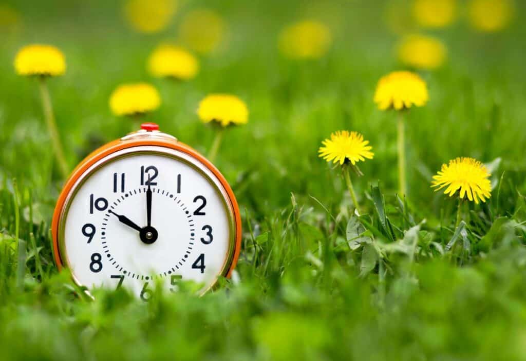 An analog alarm clock showing 7:00 sits on green grass surrounded by yellow dandelions.