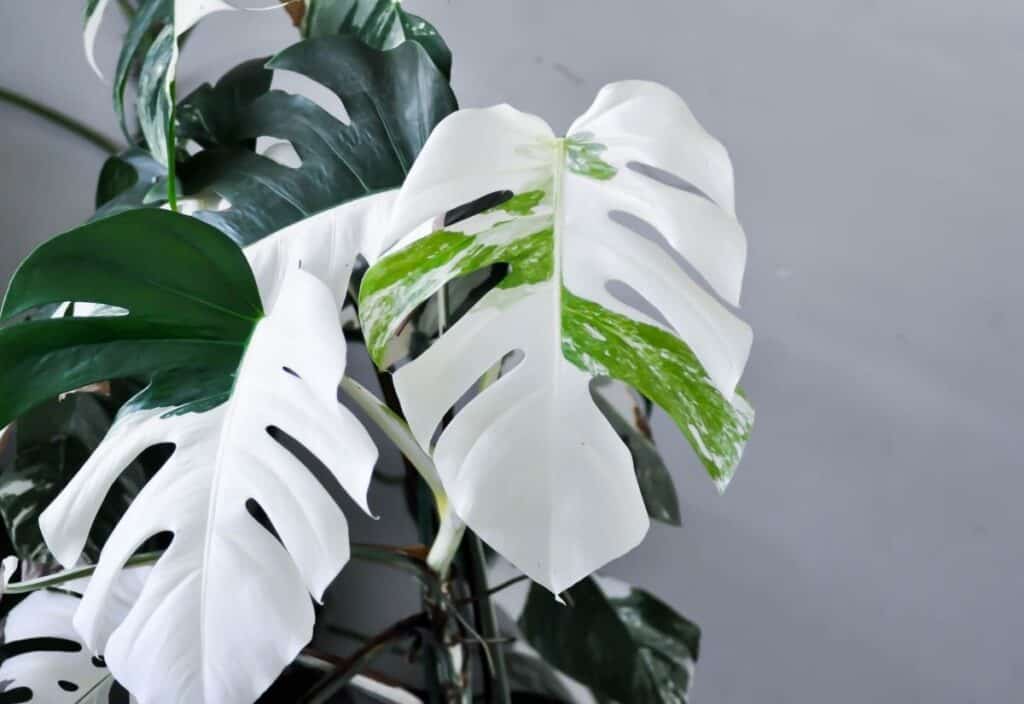 A Monstera plant with large, split leaves, some displaying white and green variegation, against a plain gray background.