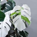 A Monstera plant with large, split leaves, some displaying white and green variegation, against a plain gray background.