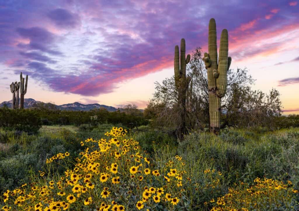 A cactus and yellow flowers in a field.