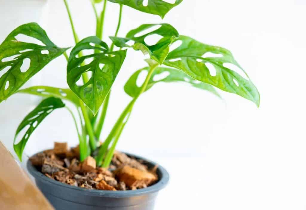 A rare houseplant with green, perforated leaves sits in a pot against a white background.