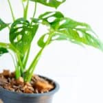 A rare houseplant with green, perforated leaves sits in a pot against a white background.