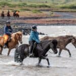 Two people enjoy equine travel as they ride horses across a shallow river, with two more riders following along the scenic trail in the background.