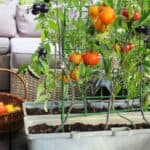 Tomato plants with ripe and unripe tomatoes grow in containers on a wooden deck, creating inviting snack gardens; a basket of harvested tomatoes sits nearby.