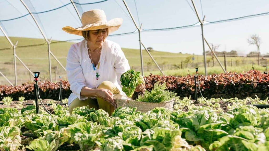 A woman wearing a straw hat harvests leafy greens and herbs, placing them in a basket while enjoying the farm charm of a sunlit garden or field.