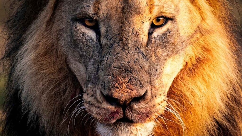 Close-up of a male lion&rsquo;s face, showing its intense gaze, whiskers, and detailed texture of its fur&mdash;an iconic sight on Kenya safari itineraries.
