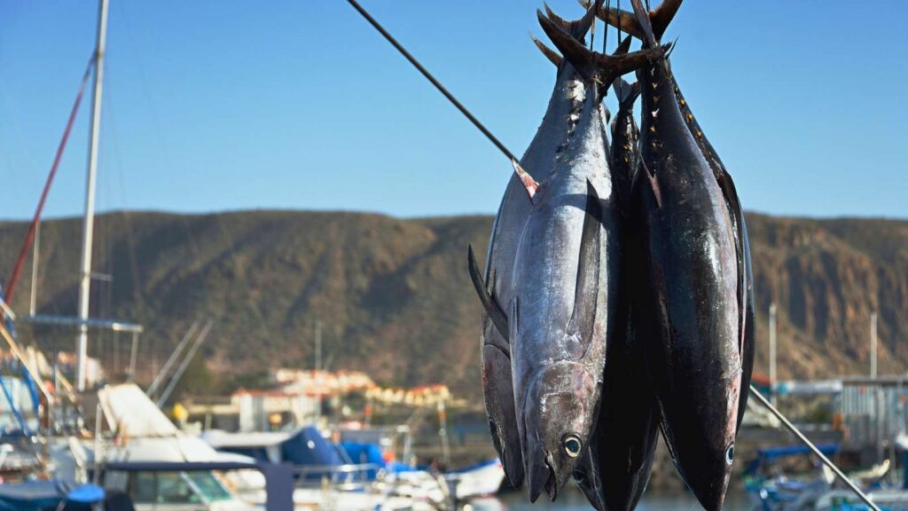 Several large fish, likely tuna, are hanging by their tails on hooks with a marina, boats, and hills visible in the background&mdash;a striking scene that highlights the importance of sustainable fishing on World Tuna Day.