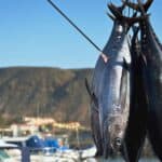 Several large fish, likely tuna, are hanging by their tails on hooks with a marina, boats, and hills visible in the background&mdash;a striking scene that highlights the importance of sustainable fishing on World Tuna Day.