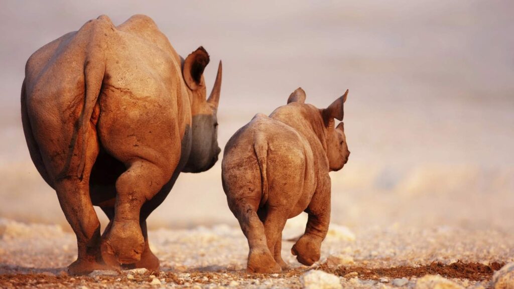Adult rhinoceros and a baby rhinoceros walking away together on a sandy, dry landscape.