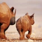 Adult rhinoceros and a baby rhinoceros walking away together on a sandy, dry landscape.