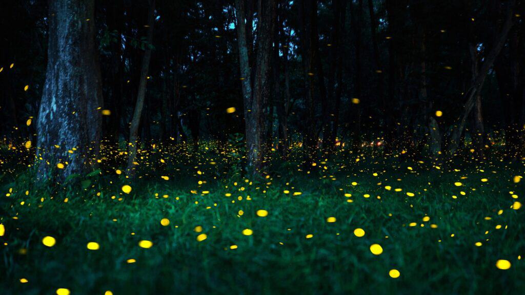Fireflies emit yellow light as they fly and rest among grass and trees in a dark forest at night.