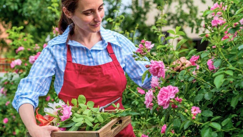 A woman in a red apron collects pink roses and green leaves in a wooden box while standing in a garden.