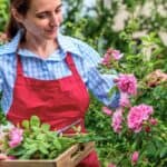 A woman in a red apron collects pink roses and green leaves in a wooden box while standing in a garden.