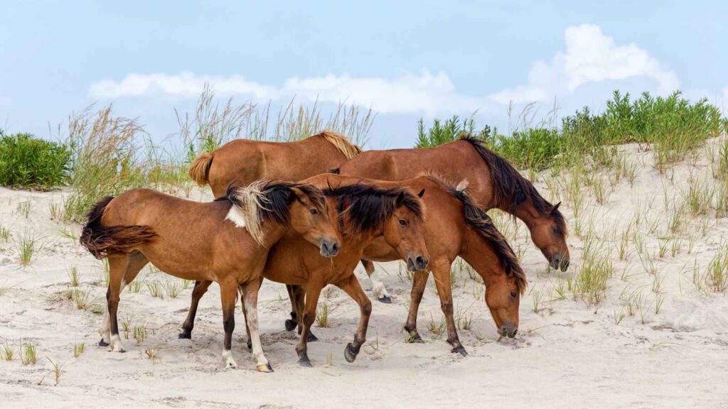 Four brown wild horses stand and walk on a sandy beach with grasses and shrubs in the background under a partly cloudy sky.