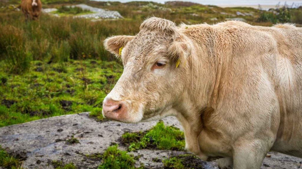 A light-colored cow with yellow ear tags stands on grassy, mossy terrain; another cow and vegetation are visible in the background.