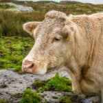 A light-colored cow with yellow ear tags stands on grassy, mossy terrain; another cow and vegetation are visible in the background.