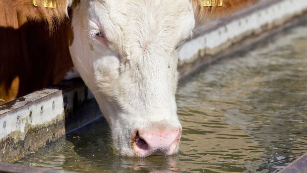A cow with a white face drinks water from a trough outdoors, part of its brown body and yellow ear tag visible&mdash;like livestock cooling off in rural stock tank pools.